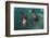 Cape Fur Seal, Hout Bay Harbor, Western Cape, South Africa-Pete Oxford-Framed Photographic Print