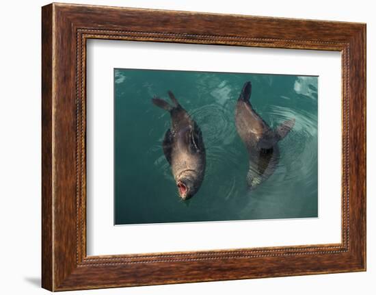 Cape Fur Seal, Hout Bay Harbor, Western Cape, South Africa-Pete Oxford-Framed Photographic Print