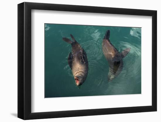 Cape Fur Seal, Hout Bay Harbor, Western Cape, South Africa-Pete Oxford-Framed Photographic Print