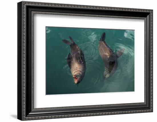 Cape Fur Seal, Hout Bay Harbor, Western Cape, South Africa-Pete Oxford-Framed Photographic Print