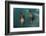 Cape Fur Seal, Hout Bay Harbor, Western Cape, South Africa-Pete Oxford-Framed Photographic Print