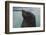 Cape Fur Seal, Hout Bay Harbor, Western Cape, South Africa-Pete Oxford-Framed Photographic Print