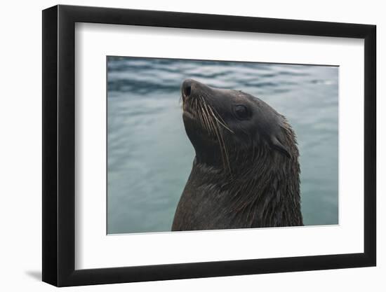 Cape Fur Seal, Hout Bay Harbor, Western Cape, South Africa-Pete Oxford-Framed Photographic Print