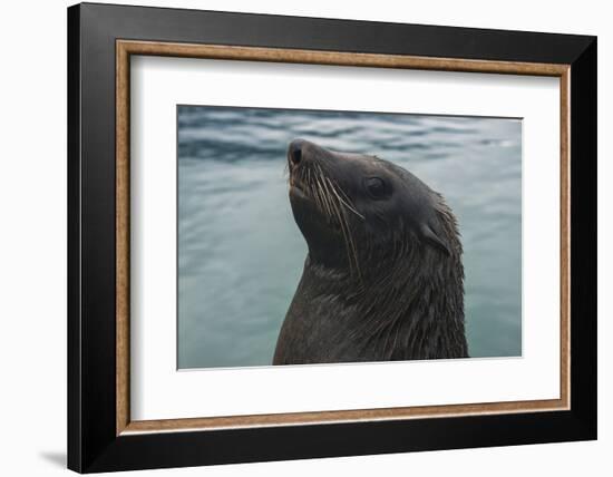 Cape Fur Seal, Hout Bay Harbor, Western Cape, South Africa-Pete Oxford-Framed Photographic Print