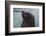 Cape Fur Seal, Hout Bay Harbor, Western Cape, South Africa-Pete Oxford-Framed Photographic Print