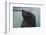 Cape Fur Seal, Hout Bay Harbor, Western Cape, South Africa-Pete Oxford-Framed Photographic Print