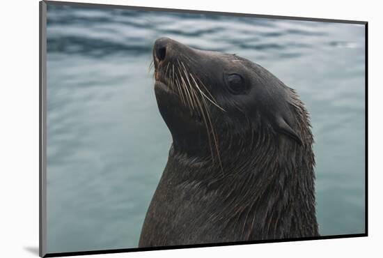 Cape Fur Seal, Hout Bay Harbor, Western Cape, South Africa-Pete Oxford-Mounted Photographic Print