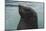 Cape Fur Seal, Hout Bay Harbor, Western Cape, South Africa-Pete Oxford-Mounted Photographic Print