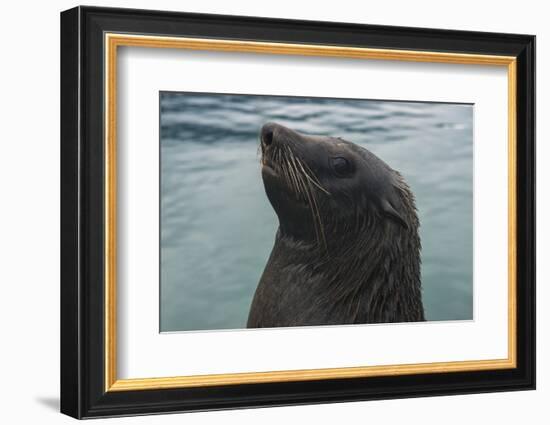 Cape Fur Seal, Hout Bay Harbor, Western Cape, South Africa-Pete Oxford-Framed Photographic Print