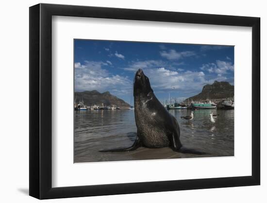 Cape Fur Seal, Hout Bay Harbor, Western Cape, South Africa-Pete Oxford-Framed Photographic Print