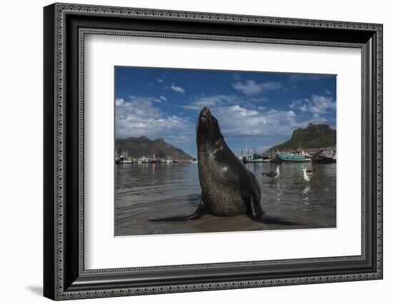 Cape Fur Seal, Hout Bay Harbor, Western Cape, South Africa-Pete Oxford-Framed Photographic Print