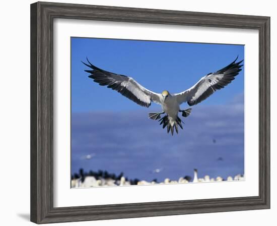 Cape Gannet Landing, Lamberts Bay, South Africa-Tony Heald-Framed Photographic Print