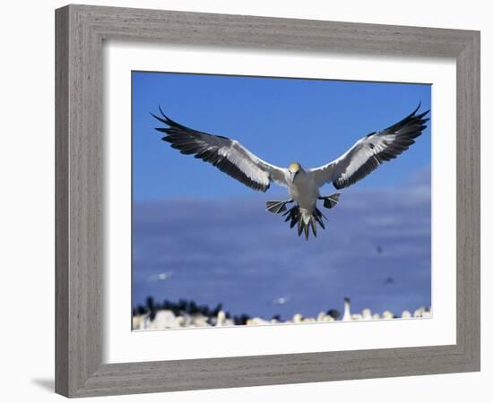 Cape Gannet Landing, Lamberts Bay, South Africa-Tony Heald-Framed Photographic Print