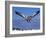 Cape Gannet Landing, Lamberts Bay, South Africa-Tony Heald-Framed Photographic Print