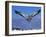 Cape Gannet Landing, Lamberts Bay, South Africa-Tony Heald-Framed Photographic Print