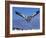 Cape Gannet Landing, Lamberts Bay, South Africa-Tony Heald-Framed Photographic Print