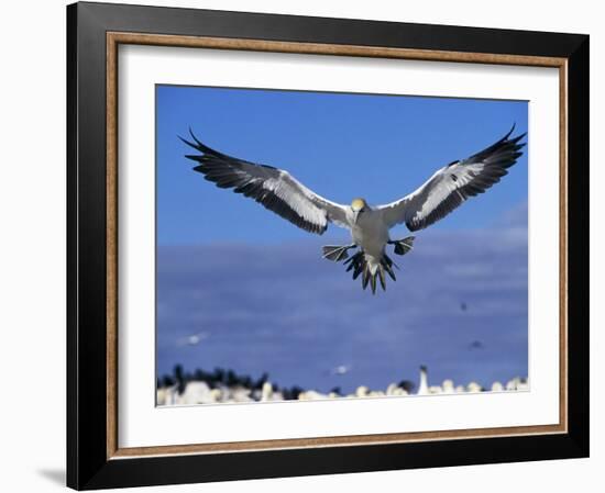 Cape Gannet Landing, Lamberts Bay, South Africa-Tony Heald-Framed Photographic Print