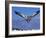 Cape Gannet Landing, Lamberts Bay, South Africa-Tony Heald-Framed Photographic Print