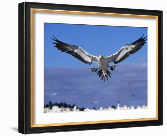 Cape Gannet Landing, Lamberts Bay, South Africa-Tony Heald-Framed Photographic Print