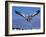 Cape Gannet Landing, Lamberts Bay, South Africa-Tony Heald-Framed Photographic Print