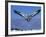 Cape Gannet Landing, Lamberts Bay, South Africa-Tony Heald-Framed Photographic Print