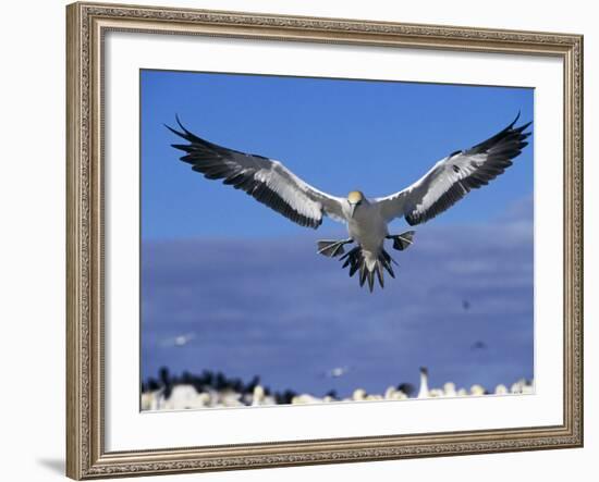 Cape Gannet Landing, Lamberts Bay, South Africa-Tony Heald-Framed Photographic Print