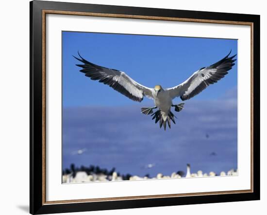 Cape Gannet Landing, Lamberts Bay, South Africa-Tony Heald-Framed Photographic Print