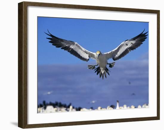 Cape Gannet Landing, Lamberts Bay, South Africa-Tony Heald-Framed Photographic Print