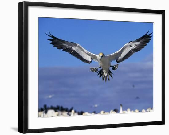 Cape Gannet Landing, Lamberts Bay, South Africa-Tony Heald-Framed Photographic Print