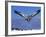 Cape Gannet Landing, Lamberts Bay, South Africa-Tony Heald-Framed Photographic Print