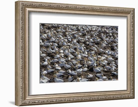 Cape Gannet (Morus Capensis), Breeding Colony, Lambert's Bay, South Africa, Africa-Ann & Steve Toon-Framed Photographic Print