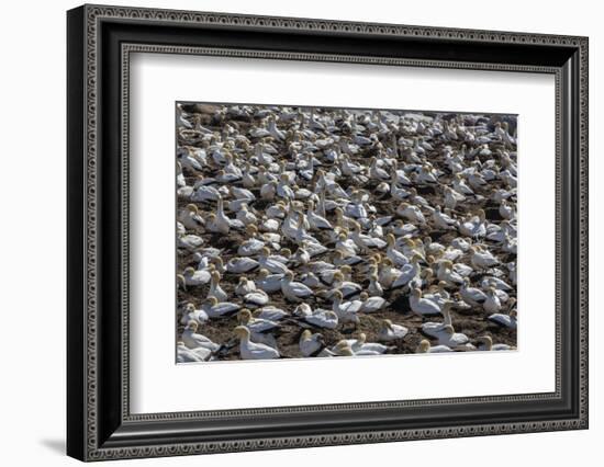 Cape Gannet (Morus Capensis), Breeding Colony, Lambert's Bay, South Africa, Africa-Ann & Steve Toon-Framed Photographic Print