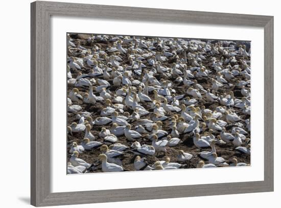 Cape Gannet (Morus Capensis), Breeding Colony, Lambert's Bay, South Africa, Africa-Ann & Steve Toon-Framed Photographic Print