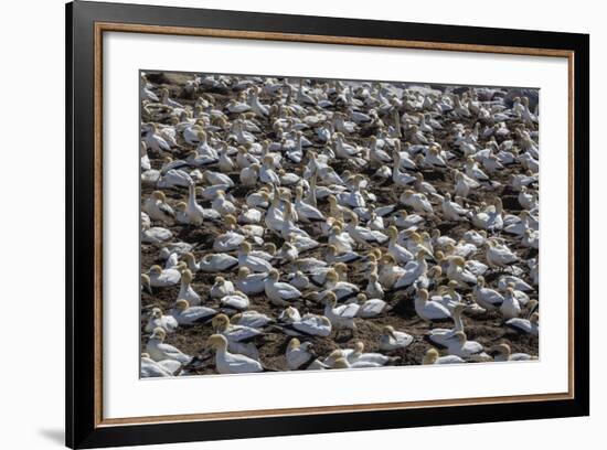 Cape Gannet (Morus Capensis), Breeding Colony, Lambert's Bay, South Africa, Africa-Ann & Steve Toon-Framed Photographic Print