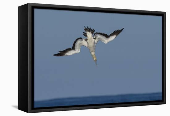 Cape Gannet (Morus Capensis) Diving for Fish During Annual Sardine Run, Port St Johns, South Africa-Wim van den Heever-Framed Premier Image Canvas