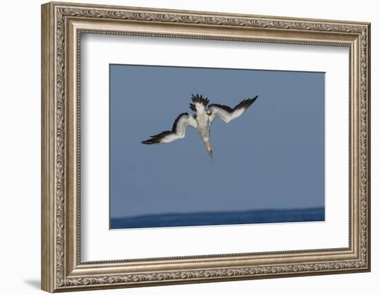 Cape Gannet (Morus Capensis) Diving for Fish During Annual Sardine Run, Port St Johns, South Africa-Wim van den Heever-Framed Photographic Print