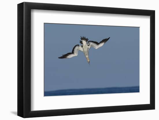 Cape Gannet (Morus Capensis) Diving for Fish During Annual Sardine Run, Port St Johns, South Africa-Wim van den Heever-Framed Photographic Print