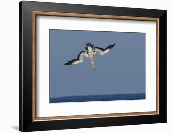 Cape Gannet (Morus Capensis) Diving for Fish During Annual Sardine Run, Port St Johns, South Africa-Wim van den Heever-Framed Photographic Print