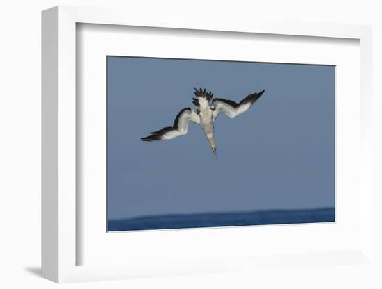 Cape Gannet (Morus Capensis) Diving for Fish During Annual Sardine Run, Port St Johns, South Africa-Wim van den Heever-Framed Photographic Print