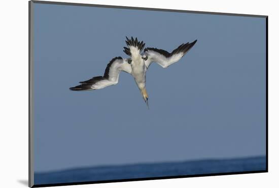 Cape Gannet (Morus Capensis) Diving for Fish During Annual Sardine Run, Port St Johns, South Africa-Wim van den Heever-Mounted Photographic Print
