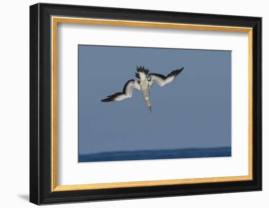 Cape Gannet (Morus Capensis) Diving for Fish During Annual Sardine Run, Port St Johns, South Africa-Wim van den Heever-Framed Photographic Print