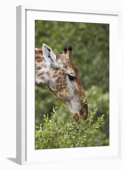 Cape Giraffe (Giraffa Camelopardalis Giraffa) Feeding, Kruger National Park, South Africa, Africa-James Hager-Framed Photographic Print