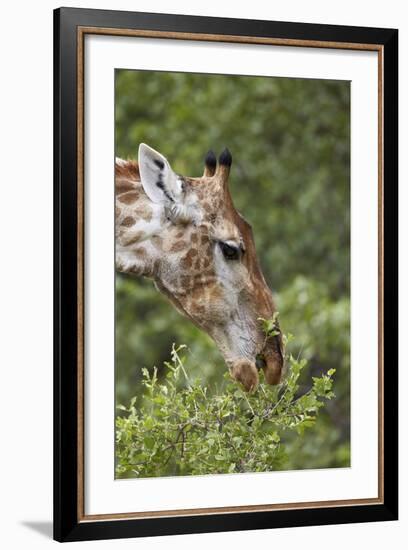 Cape Giraffe (Giraffa Camelopardalis Giraffa) Feeding, Kruger National Park, South Africa, Africa-James Hager-Framed Photographic Print