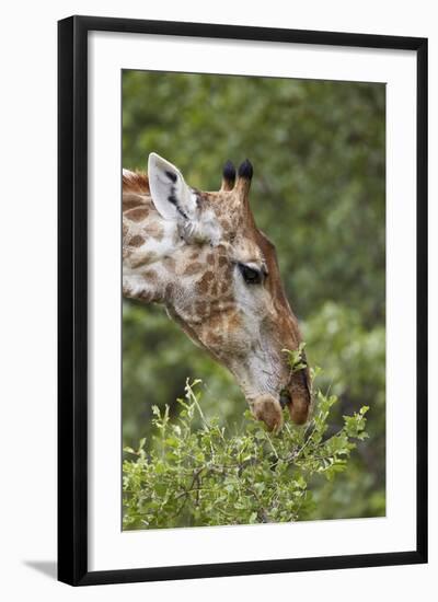 Cape Giraffe (Giraffa Camelopardalis Giraffa) Feeding, Kruger National Park, South Africa, Africa-James Hager-Framed Photographic Print