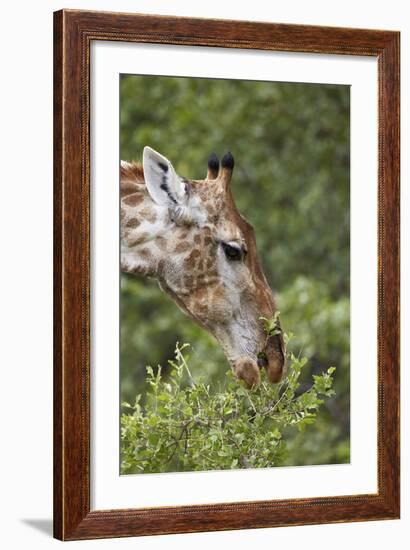 Cape Giraffe (Giraffa Camelopardalis Giraffa) Feeding, Kruger National Park, South Africa, Africa-James Hager-Framed Photographic Print