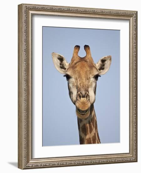 Cape Giraffe (Giraffa Camelopardalis Giraffa), Kruger National Park, South Africa, Africa-James Hager-Framed Photographic Print