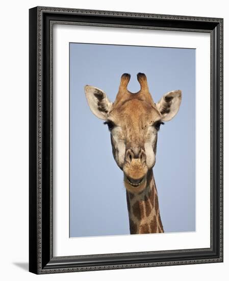 Cape Giraffe (Giraffa Camelopardalis Giraffa), Kruger National Park, South Africa, Africa-James Hager-Framed Photographic Print