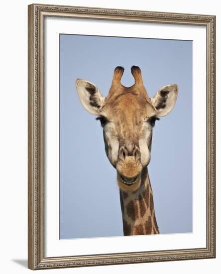 Cape Giraffe (Giraffa Camelopardalis Giraffa), Kruger National Park, South Africa, Africa-James Hager-Framed Photographic Print