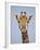 Cape Giraffe (Giraffa Camelopardalis Giraffa), Kruger National Park, South Africa, Africa-James Hager-Framed Photographic Print