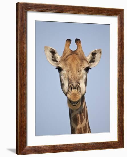 Cape Giraffe (Giraffa Camelopardalis Giraffa), Kruger National Park, South Africa, Africa-James Hager-Framed Photographic Print